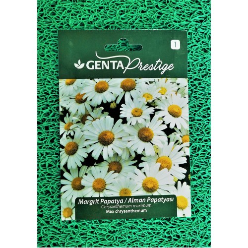 GENTA MARGRİT/ALMAN PAPATYASI