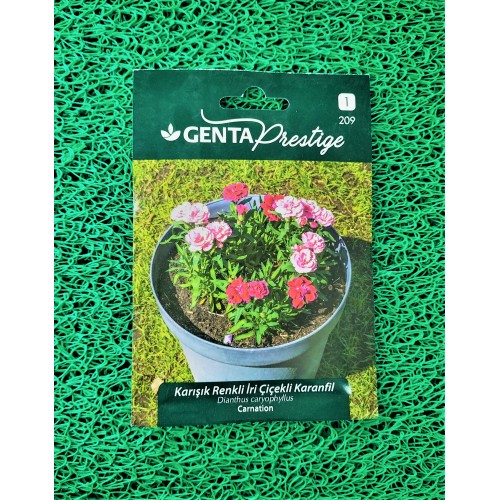 GENTA KARANFİL İRİ ÇİÇEKLİ KARIŞIK RENKLİ